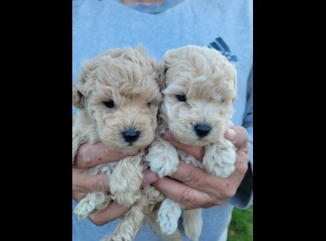 7bf3af2c-9058-49fa-a3d9-0b4b6cbb81bc _1_.jpeg